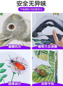 Touch-and-Feel Board Book (Individual Copy) 小小兔比利/ 小熊波比/ 小水獺奧斯卡/ 小貓鷹奧奇